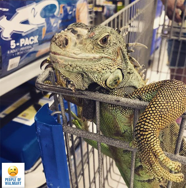 Lickin’ Lizard Lime