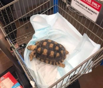turtle basket