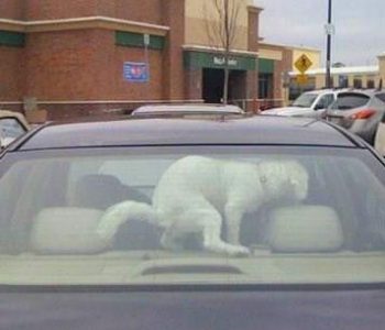 pet