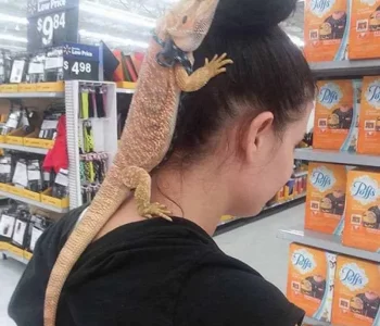 lizard